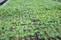 1L almácigo plástico Tray Greenhouse Nursery Seed Tray del sistema de prevención de intrusiones basado en host de la célula de la propagación 200