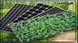 Almácigo plástico Tray With Dome For Microgreens del negro del PVC del picosegundo del pote de la rama del piso