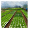 50/120/160/200 bandeja flotante de semillas con agujero para el cultivo de hortalizas sin suelo
