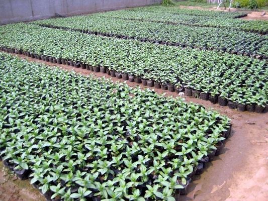Potas de plantas de plástico blando hidropónico Cerezas de agua Potas de peso ligero