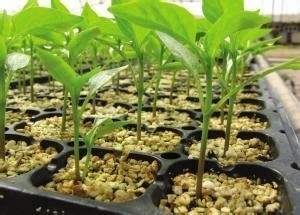 En el caso de las plantas de la familia de las plantas de la familia de las plantas de la familia de las plantas de la familia de las plantas de la familia de las plantas de la familia de las plantas de la familia de las plantas de la familia de las plantas de la familia de las plantas de la familia de las plantas de la familia de las plantas de la familia de las plantas de la familia de las plantas de la familia de las plantas de la familia de las plantas de la familia de las plantas de la fami