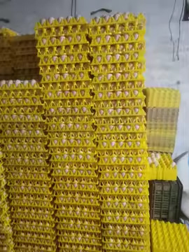 Colorido amarillo plástico ampolla termoformado placa de vacío embalaje de huevo transporte 30 embalaje de huevo